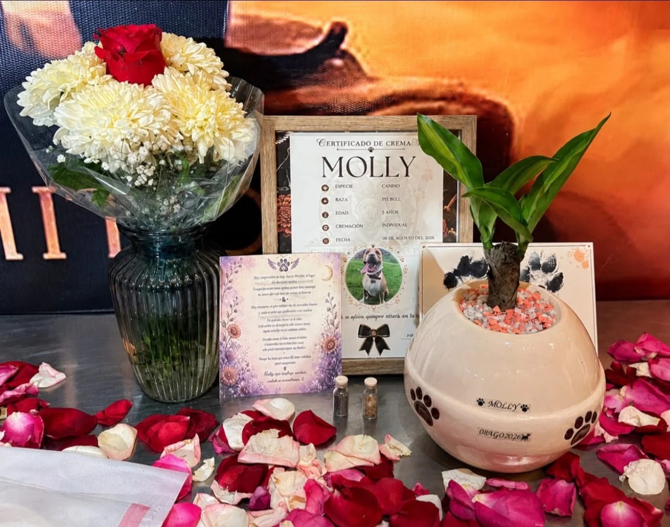 Servicio funerario de mascota Molly realizado por Mictlan PET